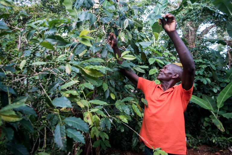 Haitian Farmers Have Sold their Coffee at the Wrong Price. A Local Company is Changing That